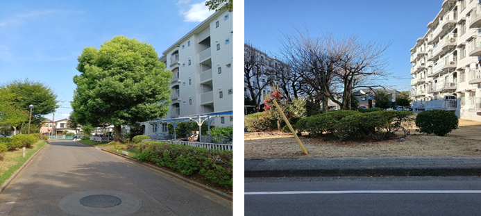 6号棟のクスノキ