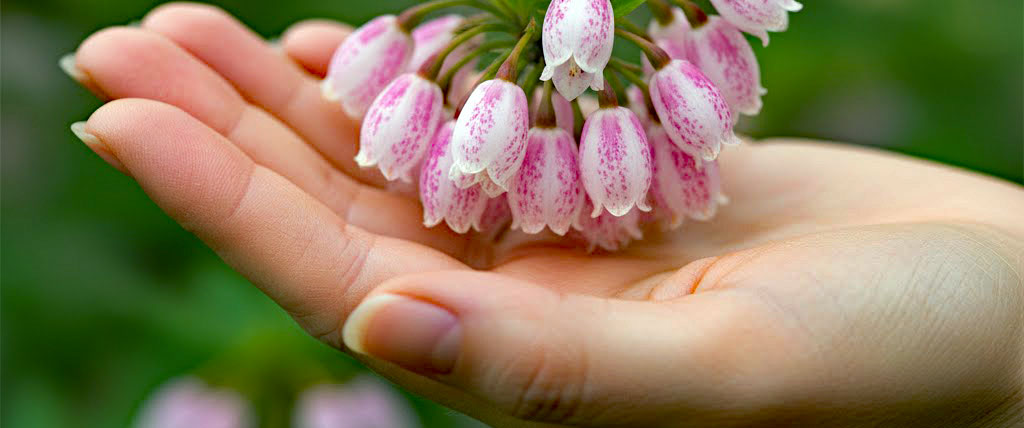 サラサドウダン