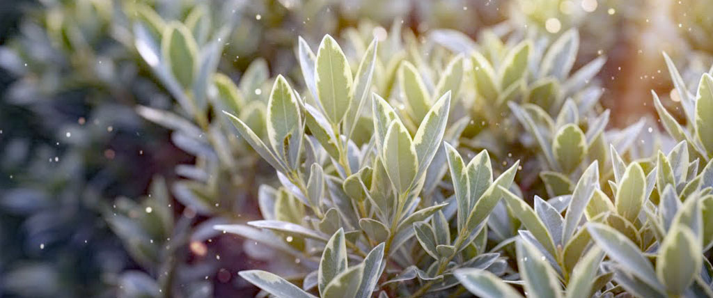 シルバーペリドット